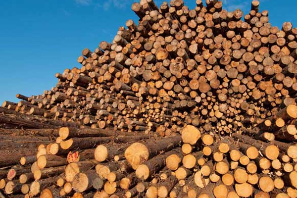 Paper,-Pulp,-Woodworking